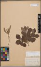 Foto von Salix cinerea L.